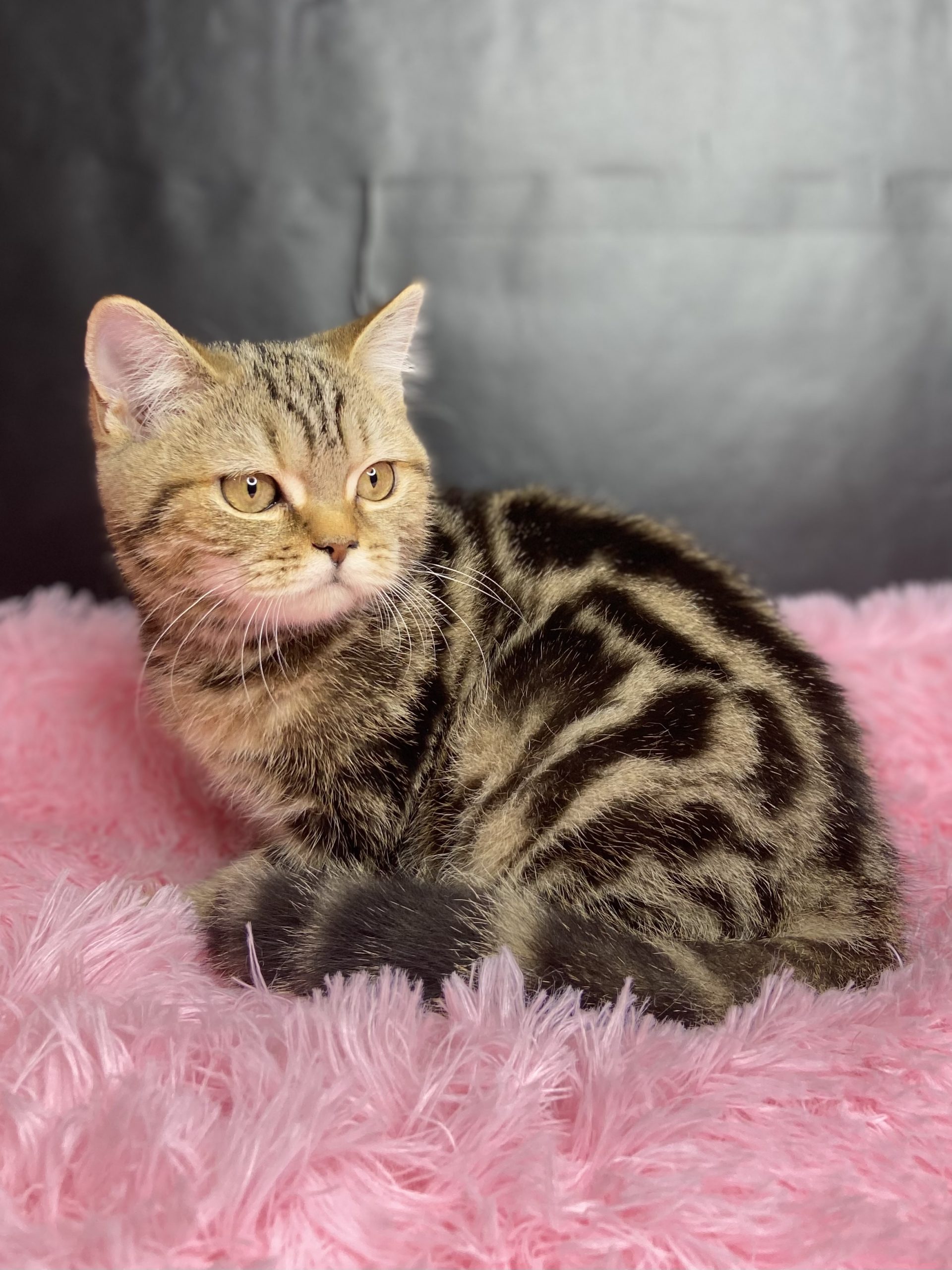 61BA0ADA-AD6F-4741-A5DA-7CDD87F6CF0A