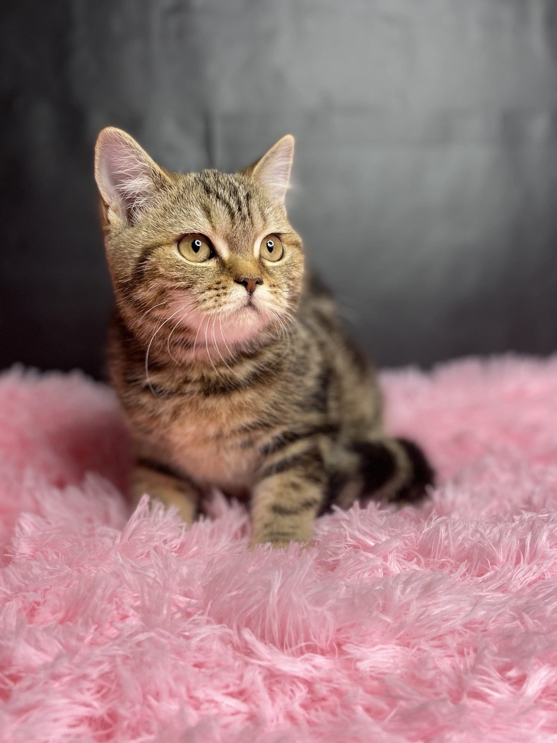 73E934FE-11CF-4CC8-877E-D0DBB8A38731