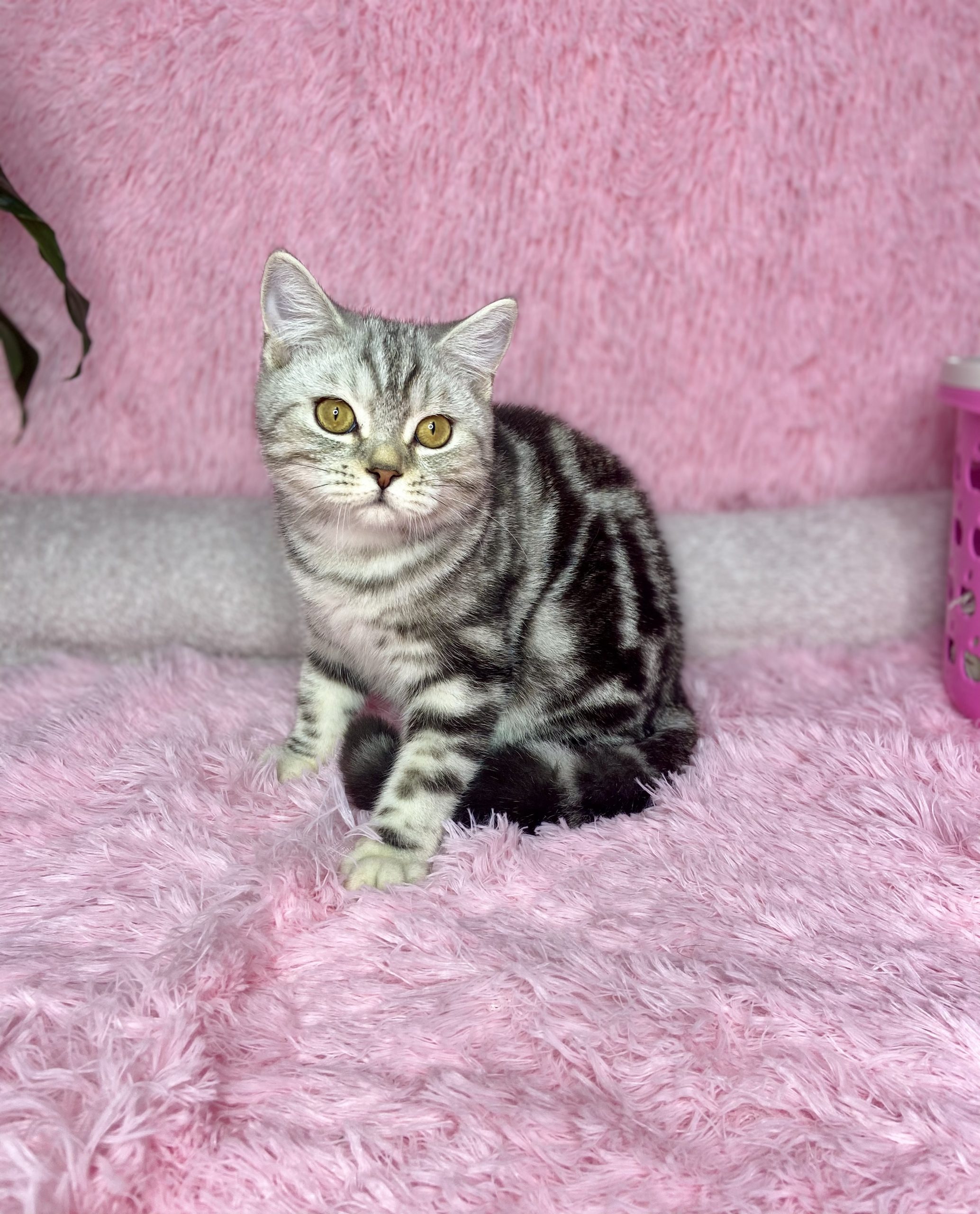 C13380BB-BE36-458E-BF0F-ED45F2C6B7D6