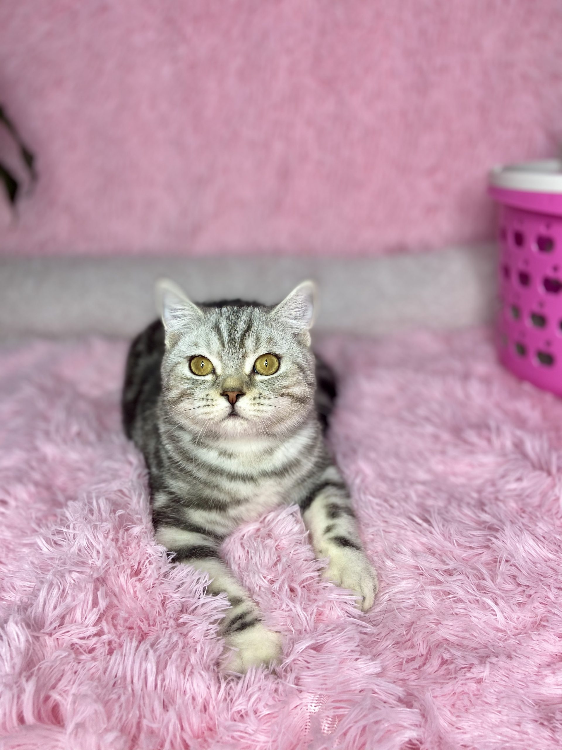 EA14CF3B-BCA9-426D-81CA-5A06B176A3E0