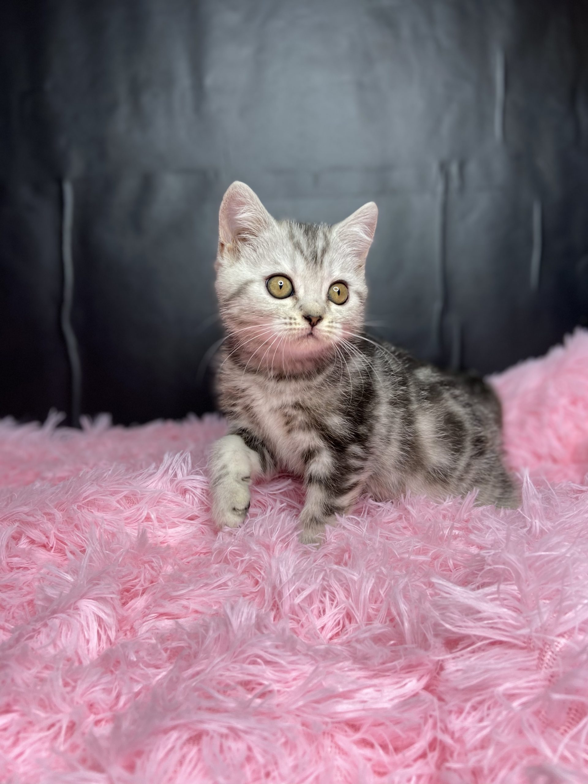 FCFD716D-D00A-40BF-926A-6E59447FEB75