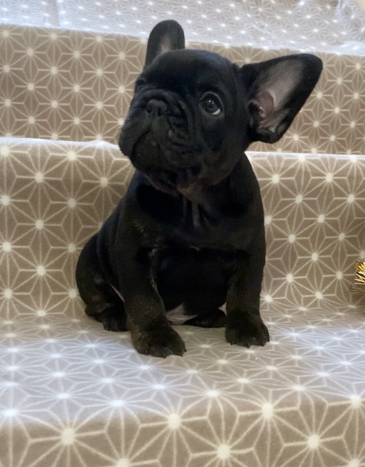 B2D4E338-0A1A-435C-B8EA-19BFED10214C