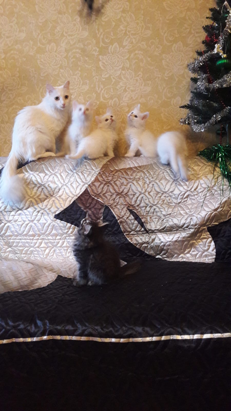 WhatsApp-Image-2022-01-03-at-17.15.58