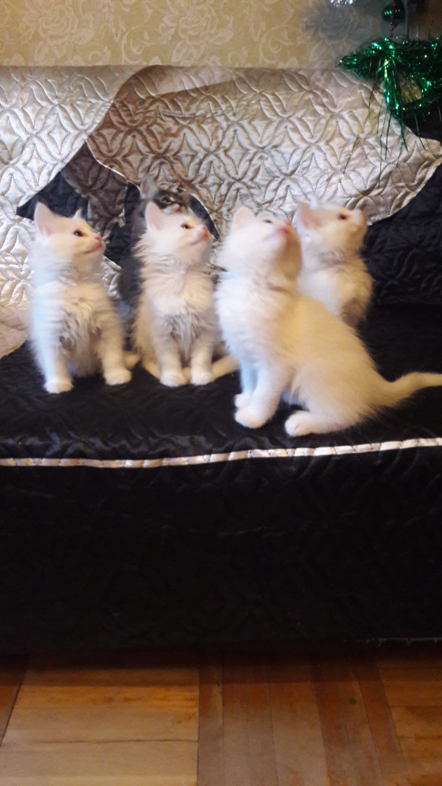 WhatsApp-Image-2022-01-03-at-17.16.41