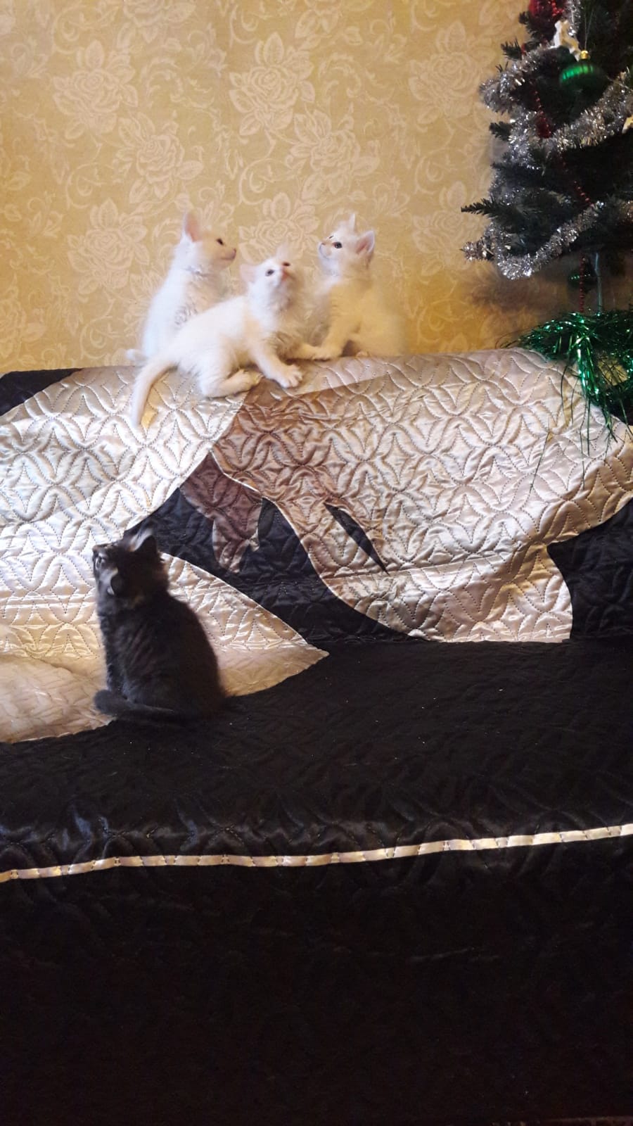 WhatsApp-Image-2022-01-03-at-17.17.42