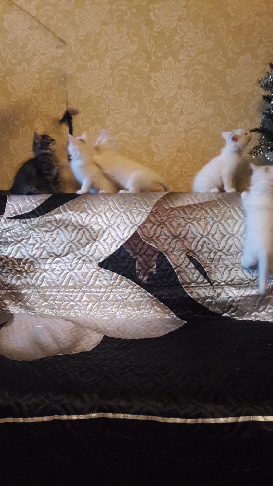 WhatsApp-Image-2022-01-03-at-17.18.36