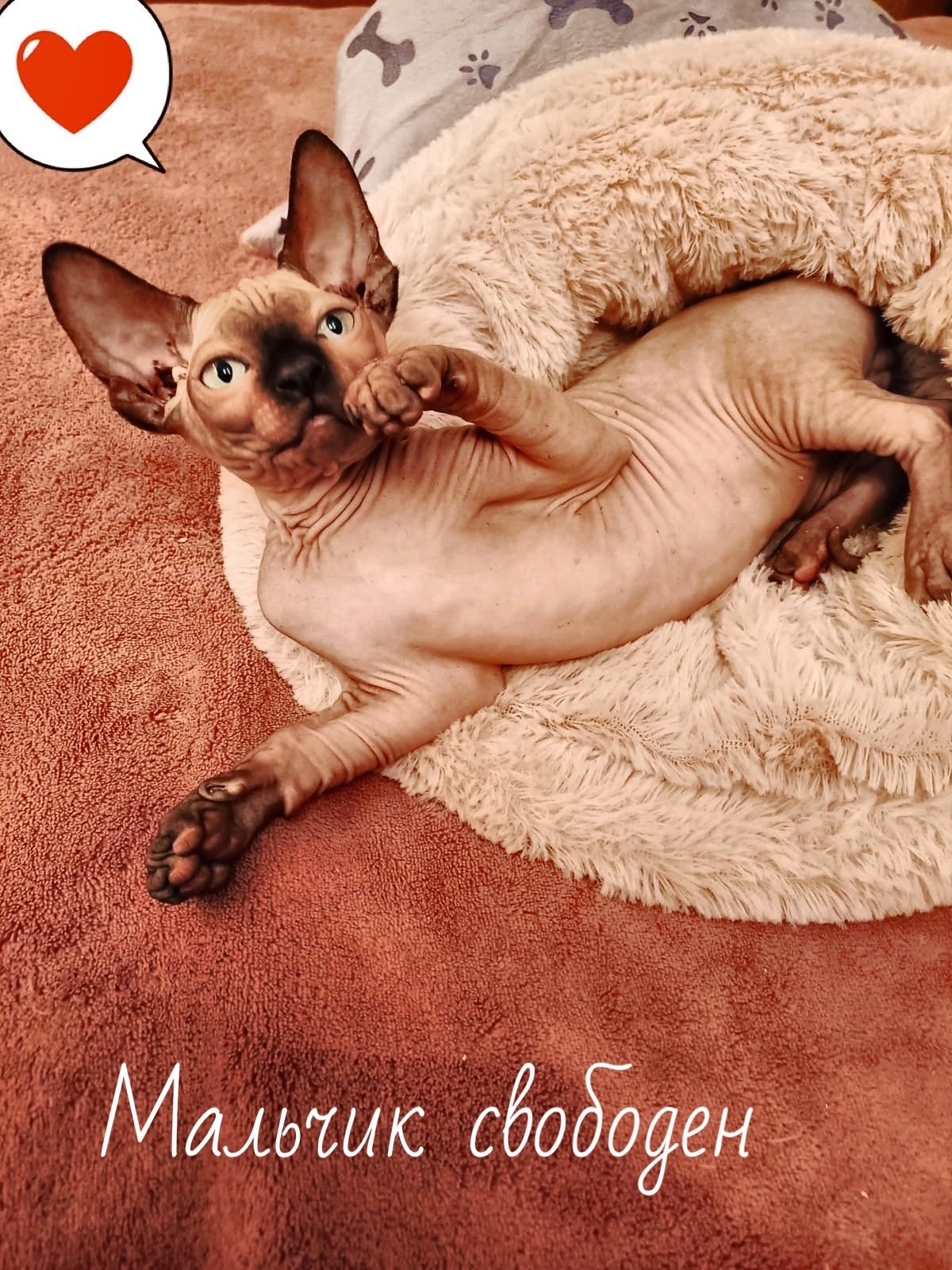 5E474DE9-2481-464C-9BFE-EC96A5082657