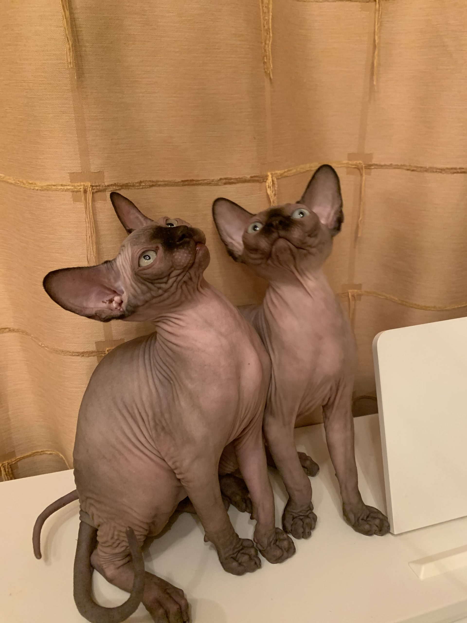 75F89120-9BB4-4B7E-86DD-7DB09BC55978