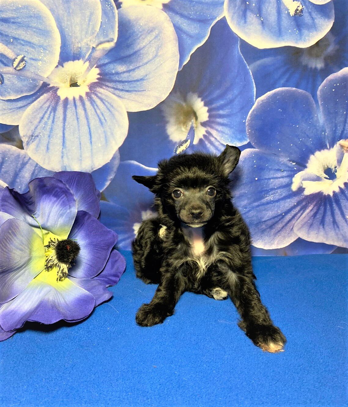 8da643da-db2b-42f8-ab63-d1f238eaa329