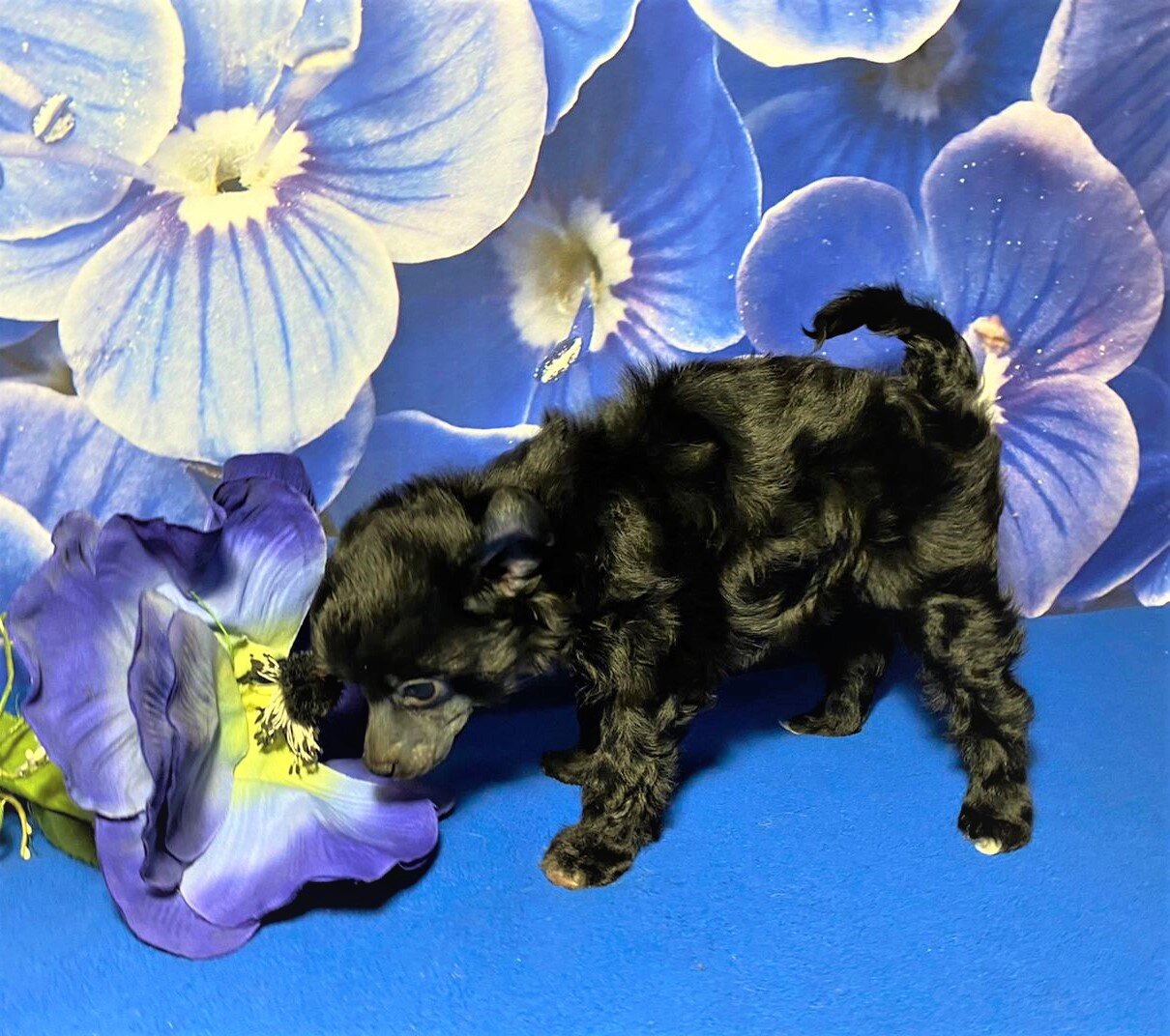 8e2b9150-5a41-4206-9597-d504f903acfd