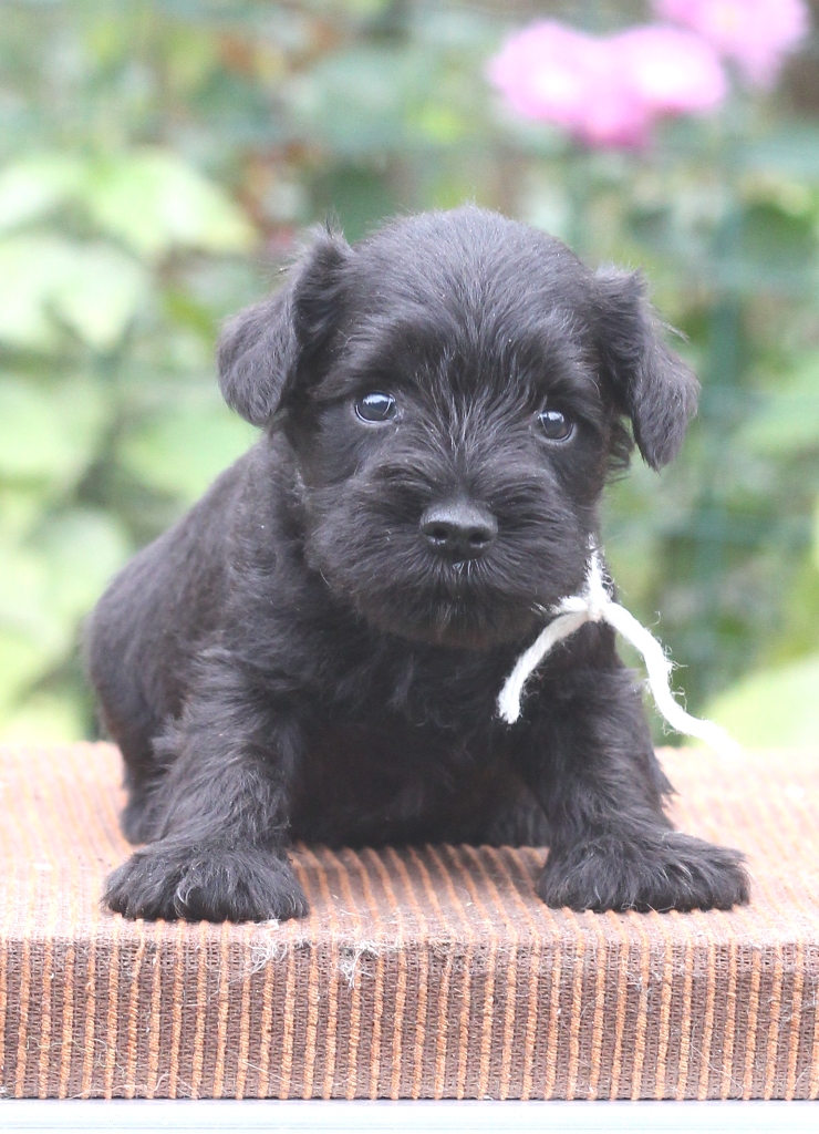 3.кобель-белый