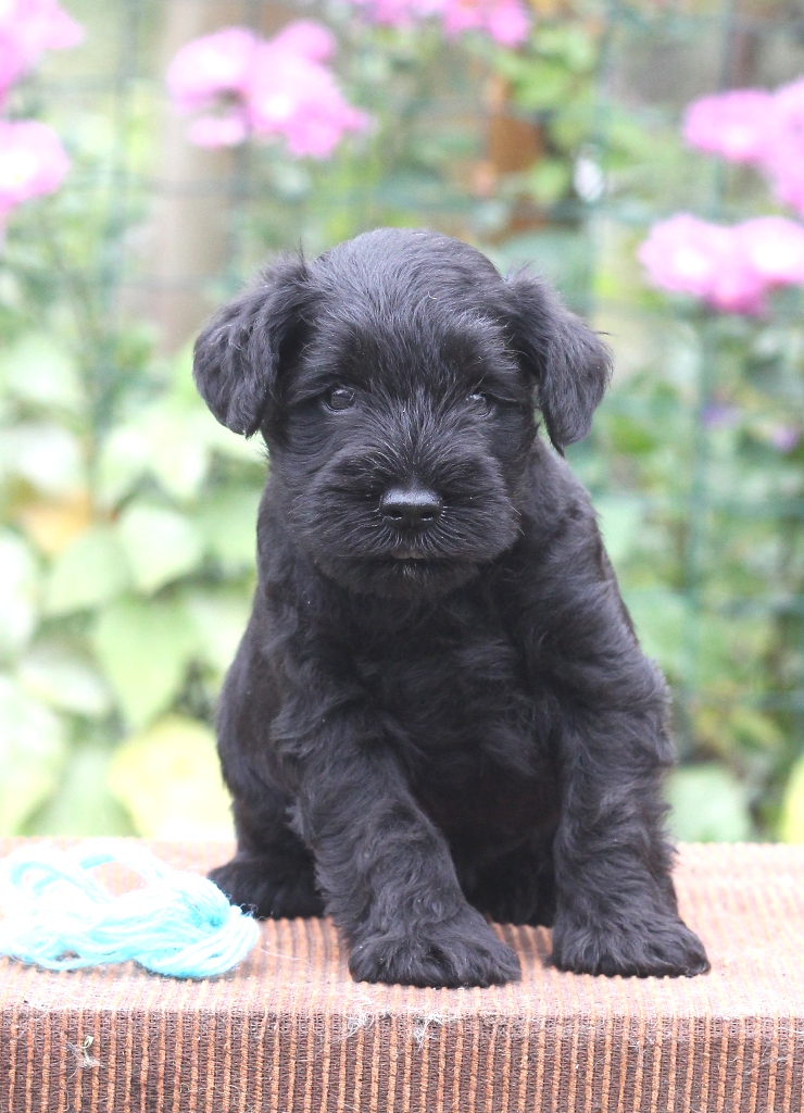 3.кобель-голубой