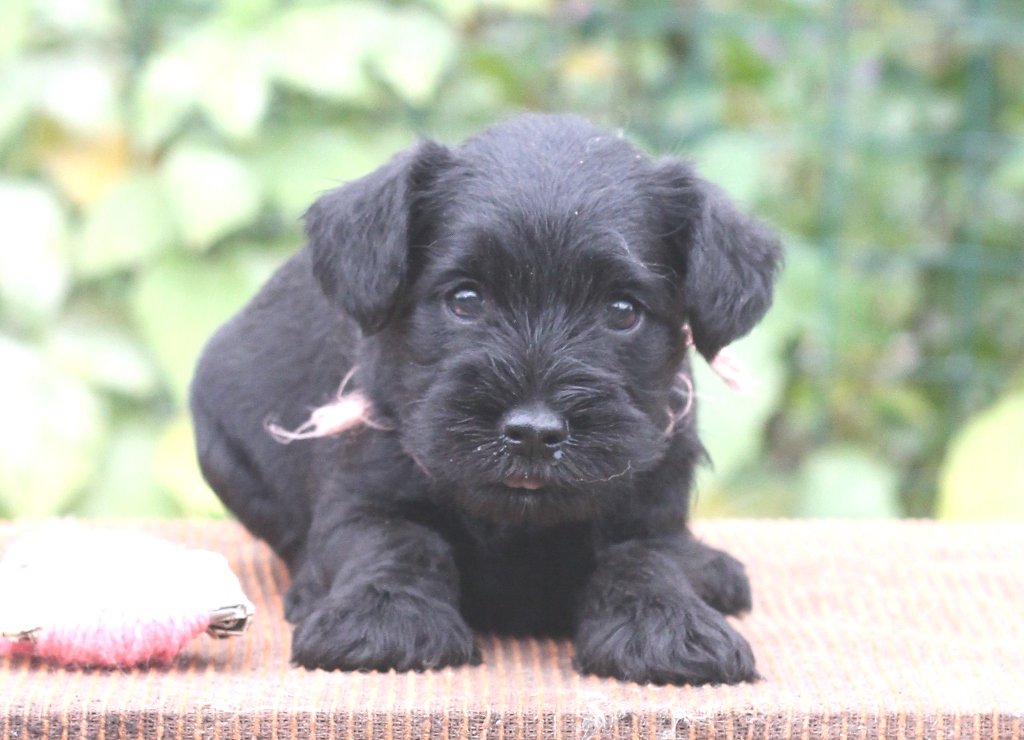 3.сука-розовая