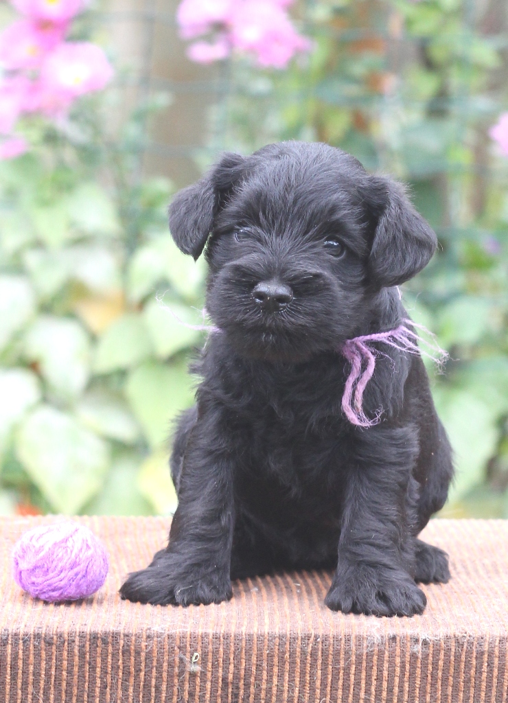 3.сука-фиолетовая