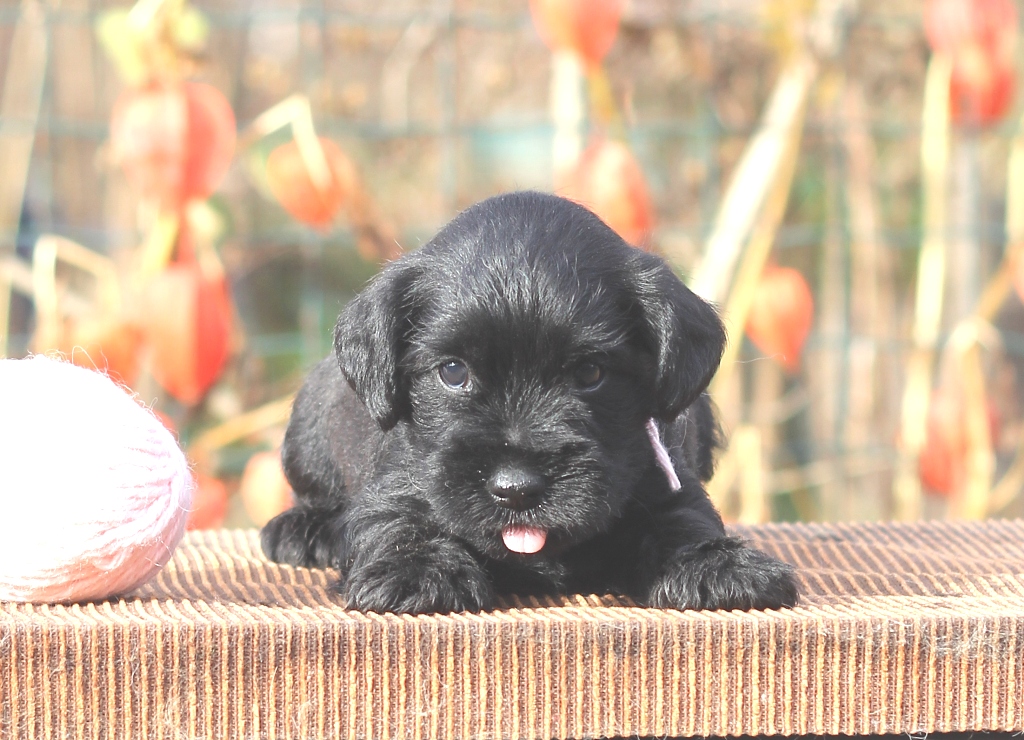 4.сука-розовая