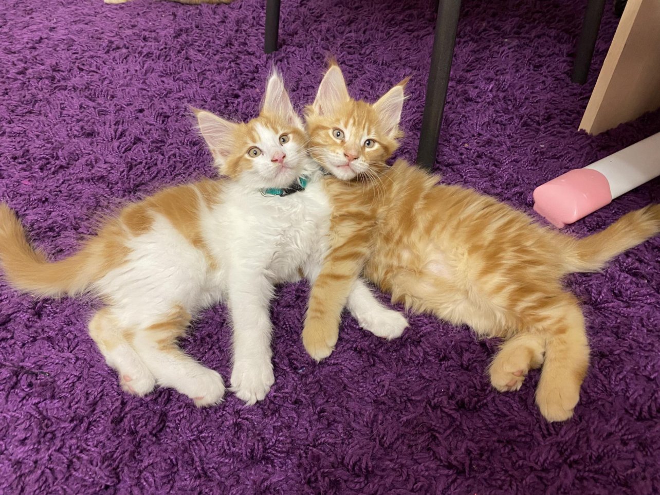 6240b256a160d14812035754-1