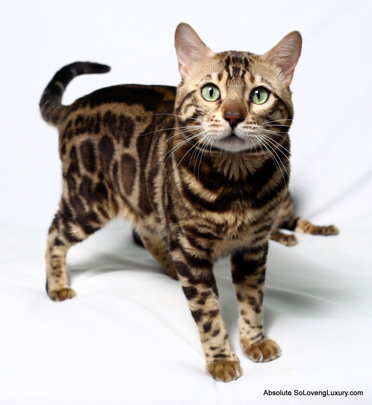 WhatsApp-Image-2022-02-17-at-12.04.11