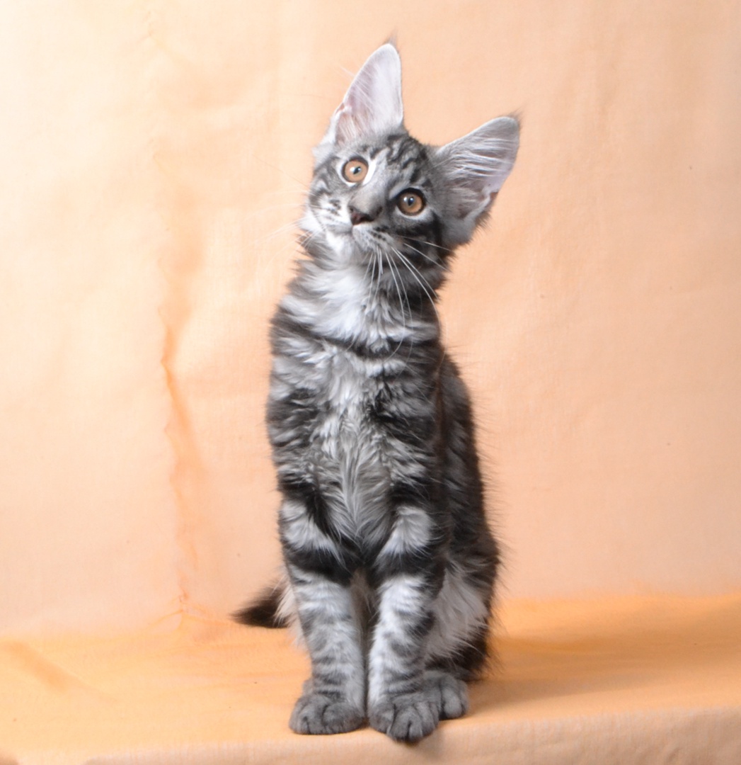 72cPa_Mqb5wV9yjdeHbwZZwrY_EhAbfZeKcbmvF-XzalMJmZ8mN-5VYVkJa4LaZRvH1f1InM9O5qvEn7Ckty321L