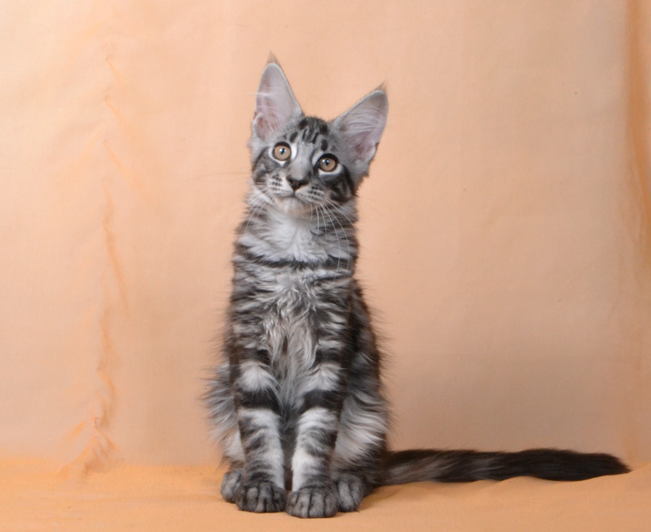 8f2L1I71x830KM9qBn_zUq5fOxS5-LaRMoXQwlyDoUF09RThzm6cQKLHlT4lvHErKHVXinVVFVPf9ijt1DVERSkQ