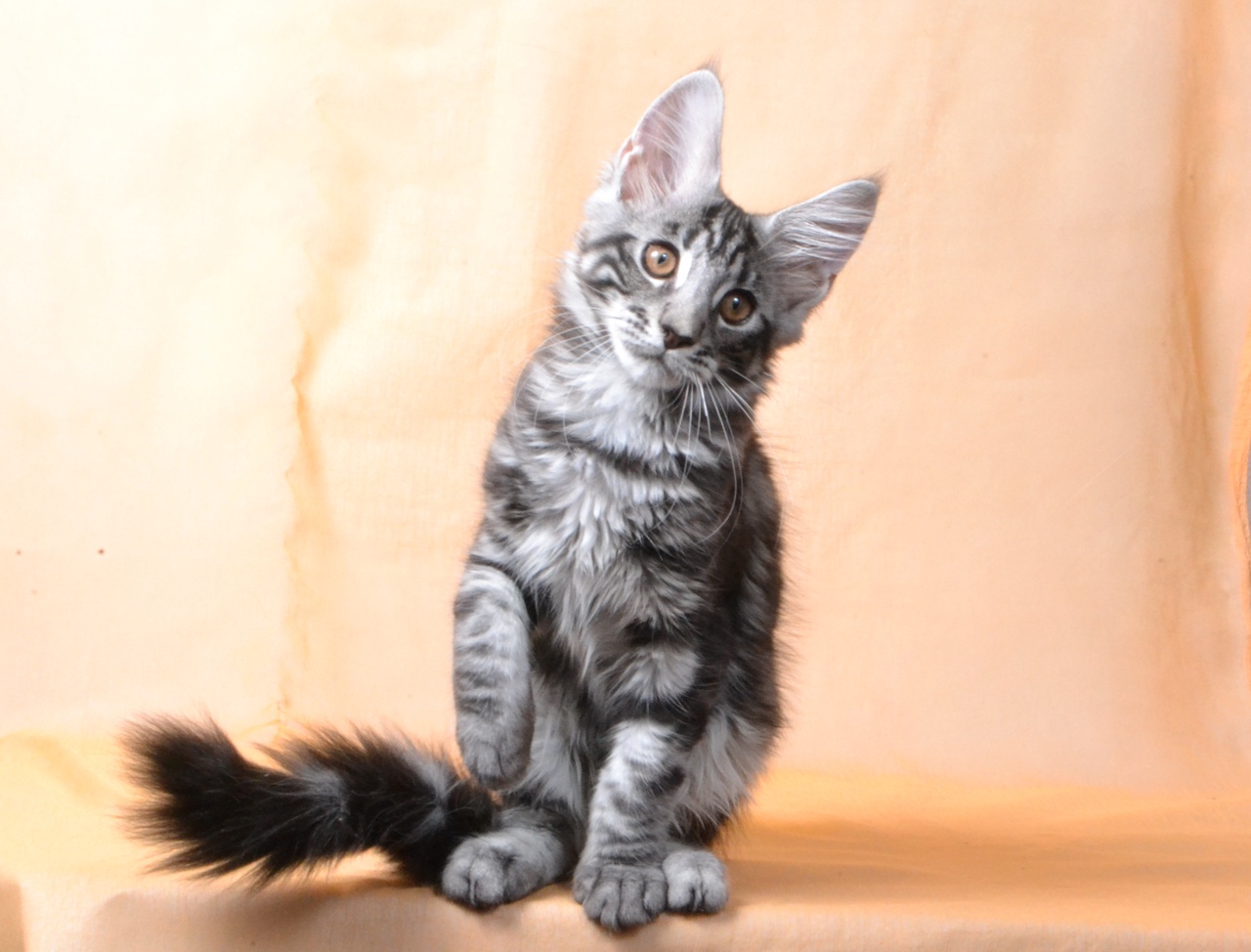 9IQNaxn1gtXgPXy1SeiDclPbl3KiP2KInNZZ81wOJT5VZgRvyaVX-TXJKaiIyj-XsVTKWCfFocKzn77bIbxHNgTA