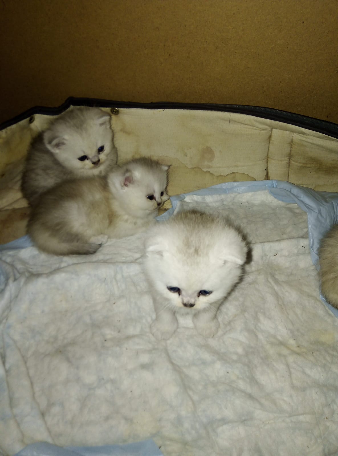 WhatsApp-Image-2022-03-25-at-20.53.34