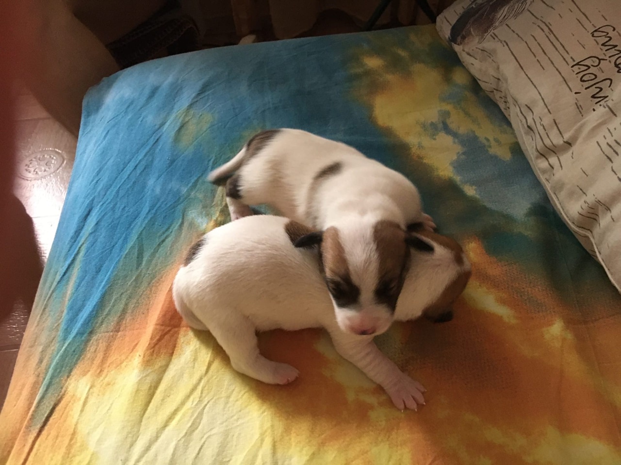 2wuENXSEIKzMh5nIFiJiFWiwL_LDYQAVTM7_QClQfYm82d8F6qAB3gDHxzgW8dkTHQLVJGLgfKL1T9Wv-ndCp8MS