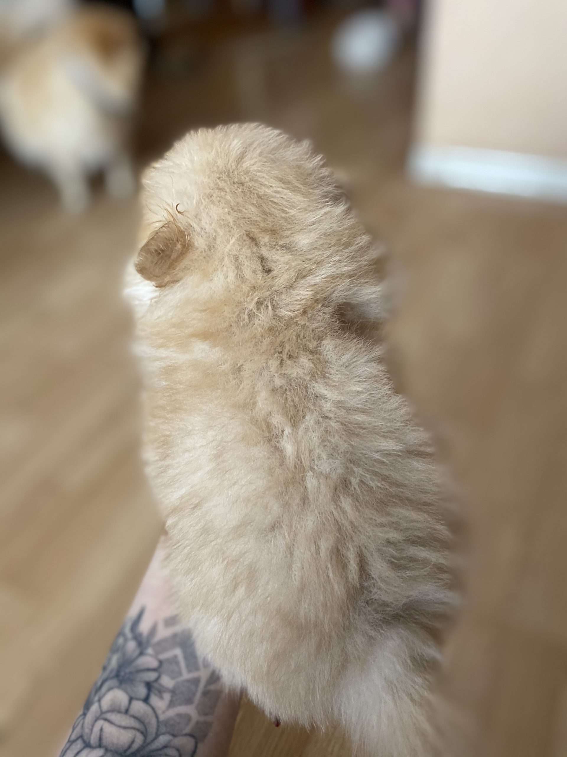 C1EA7954-38D4-41B7-9B62-75FF38230DB1