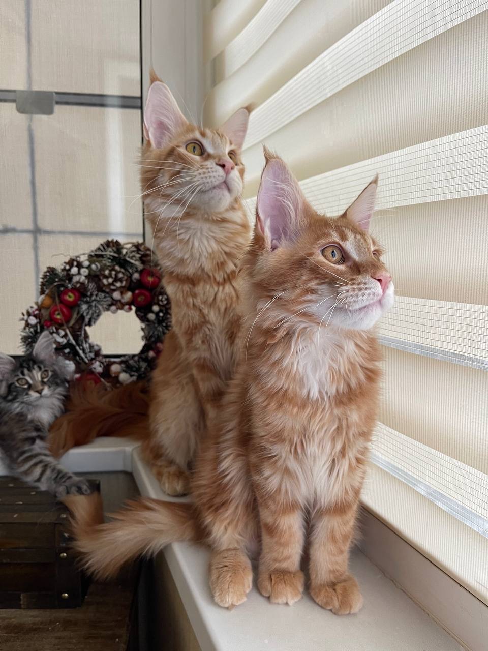 CF39E53C-0FB9-4A27-B62B-E9F4193800F2