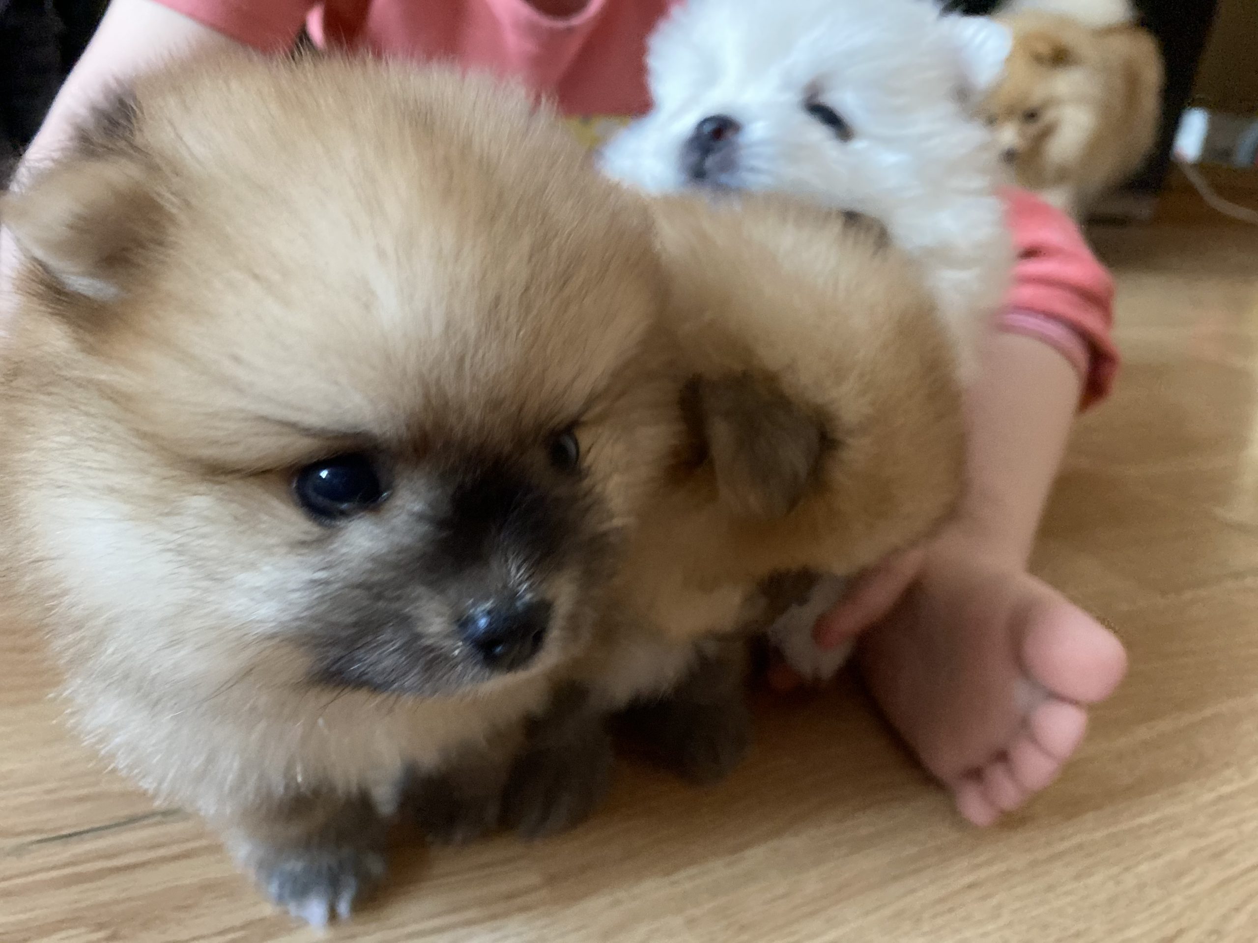 E88F8FBC-D04A-4B91-94A2-0B0D4FF5D666