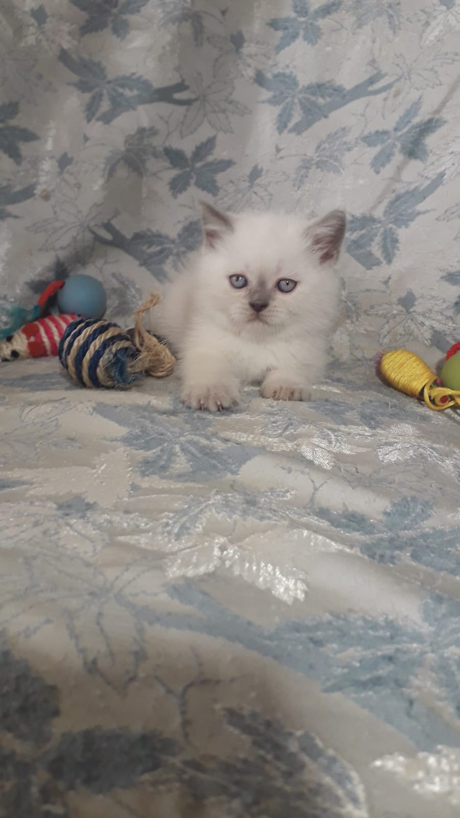 IMG-20211209-WA0002-1