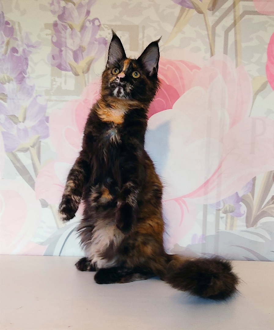 OSuoxzVE5Cv8aGVTg5z189DX0sAq6nW28LC-Py2_sdStJLo_rHpISBMOtLGSC9Sf4PBfzhi23OPOBBTEl47-IAkh