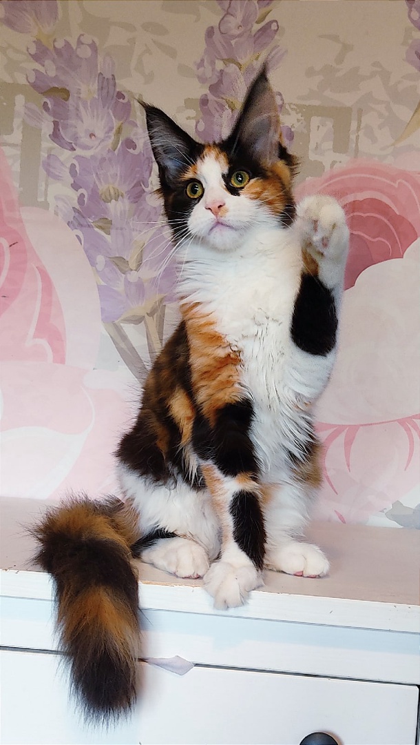 XSpzZXMHlWWS9HItUPT5RhFOIDeZgslNxs5bvo-uhg2yEsxpP4L9vONt9pv_52fFkad-zrLkCM0cUIr3kNeDbk65