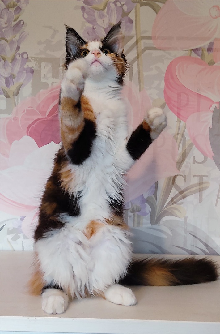 absiZxOisdTC_39bTjJAqqKw2mrX3sr3MfakElfeyMW2ooXpLqYYkaMOkj3OlOOeIAlG5zs1RmhsKpKM7WVrJo1m