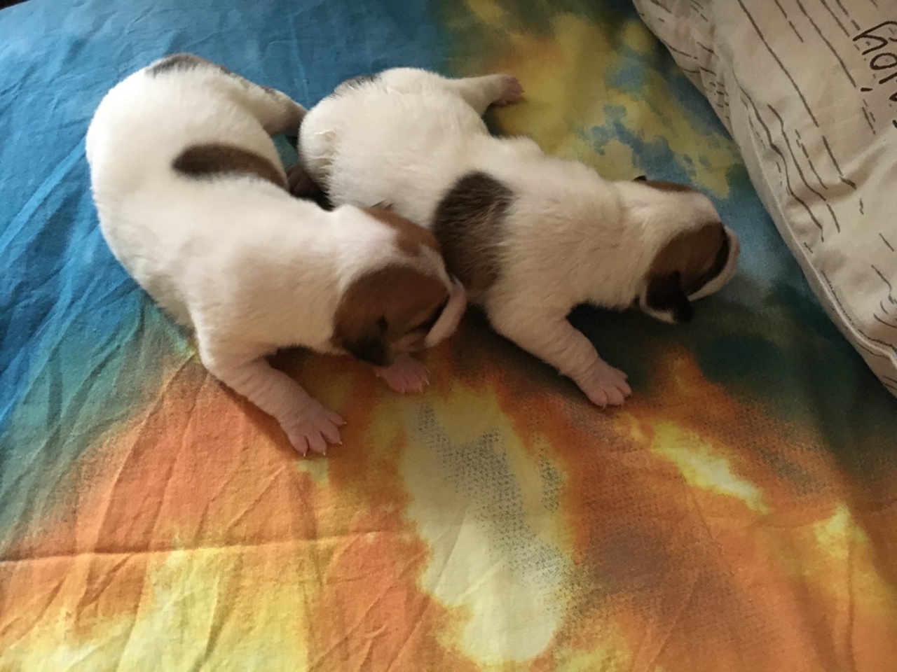 de0LU_XnShtkXbHk8gvPk4iri5OHM-wa8ueOQ0HkckvHxKHV0sXO1DZt6X8weH9-Mc9N2dP8oSNNtWdHoogXUloC