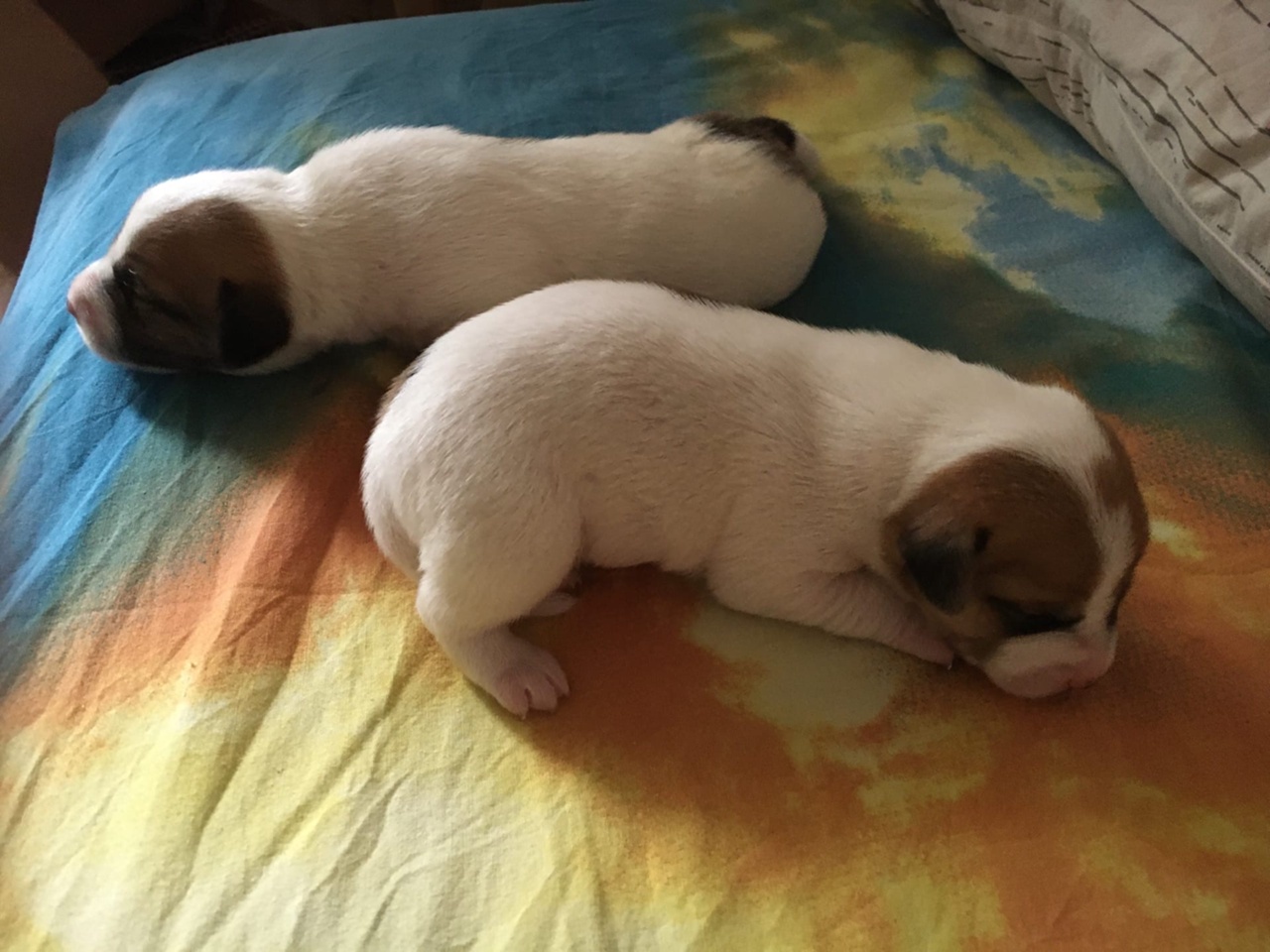 e6iGix0CZjuvx8Y9rrDEQC6H7QlIGHQry-NIA40ye0PUSO9oGsogTiZR3OEv2N9BuppvAY2jch5hvHsoBDs3_NpH