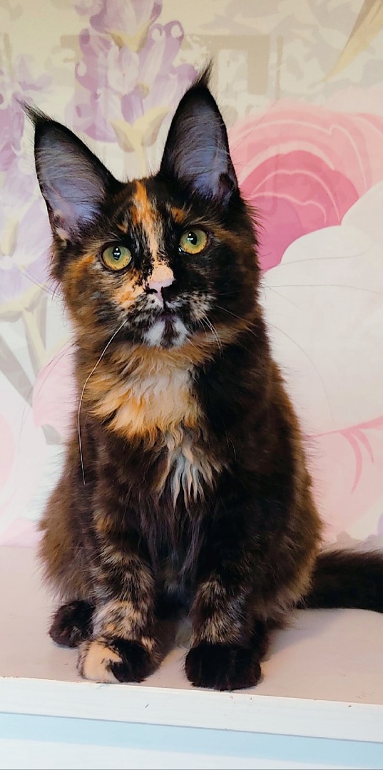 qKLyoQcI4CFOxx0qKdbFhuKXdz3krdE7Xy9jCExjk2HjZl6BQArAzx-7dC2sIkvXu2CeRJF6dFy1pjawXtqp3mhf