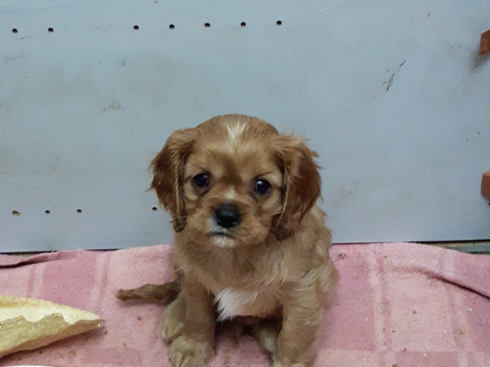 avito-1653067268586-shot