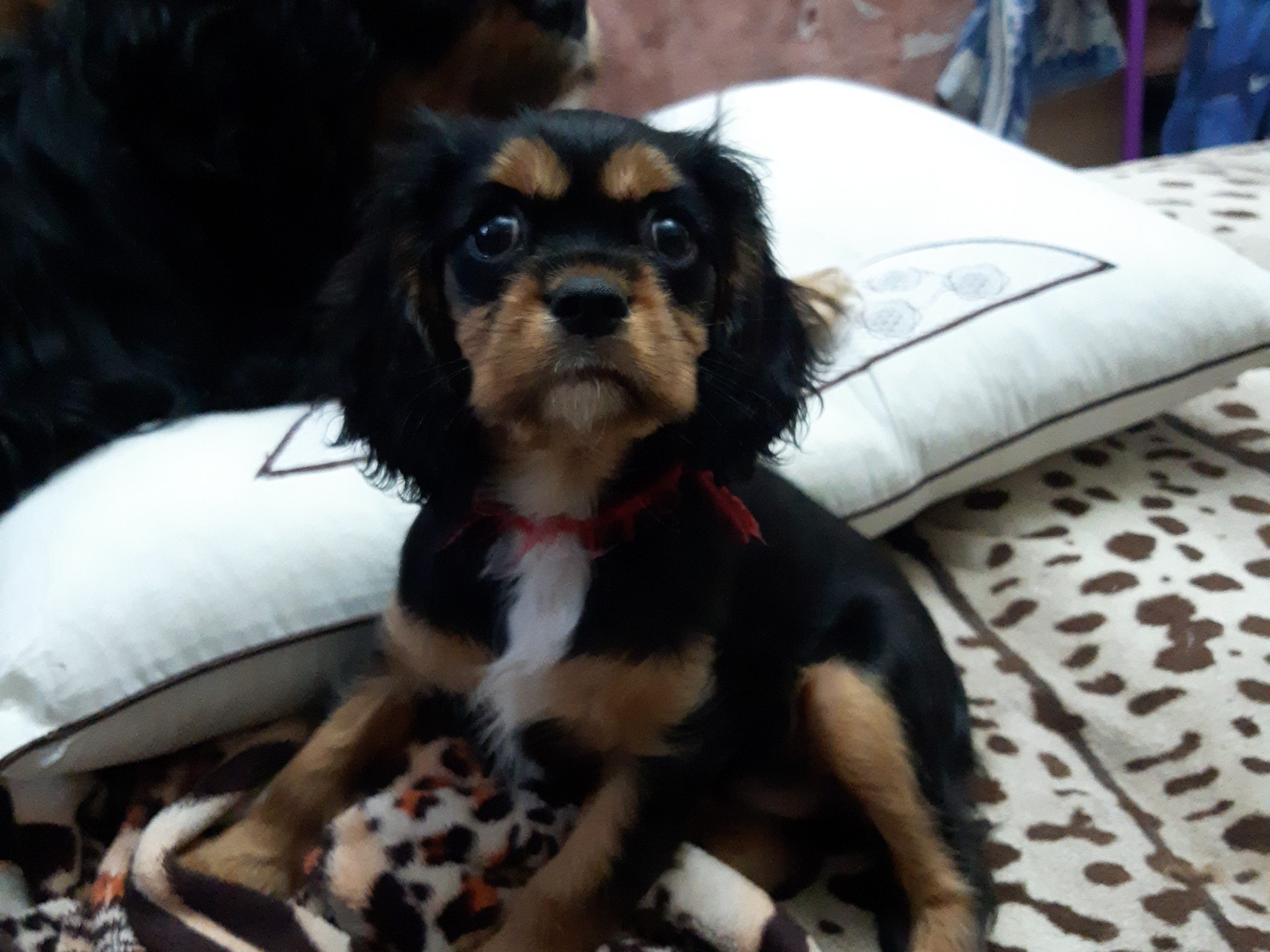 avito-1654137086352-shot