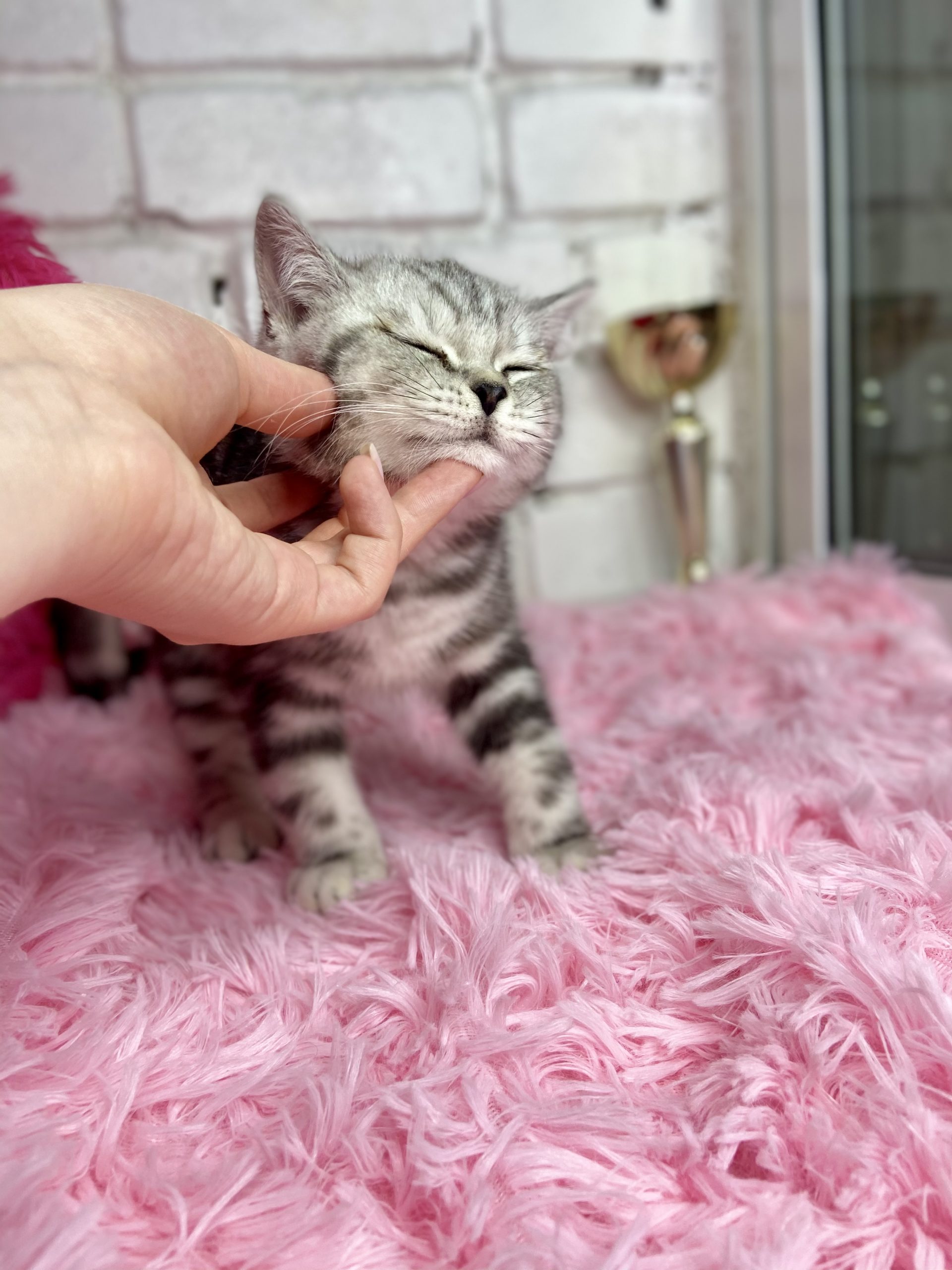 C5A26847-24C7-443C-A837-43A2914C9FC8