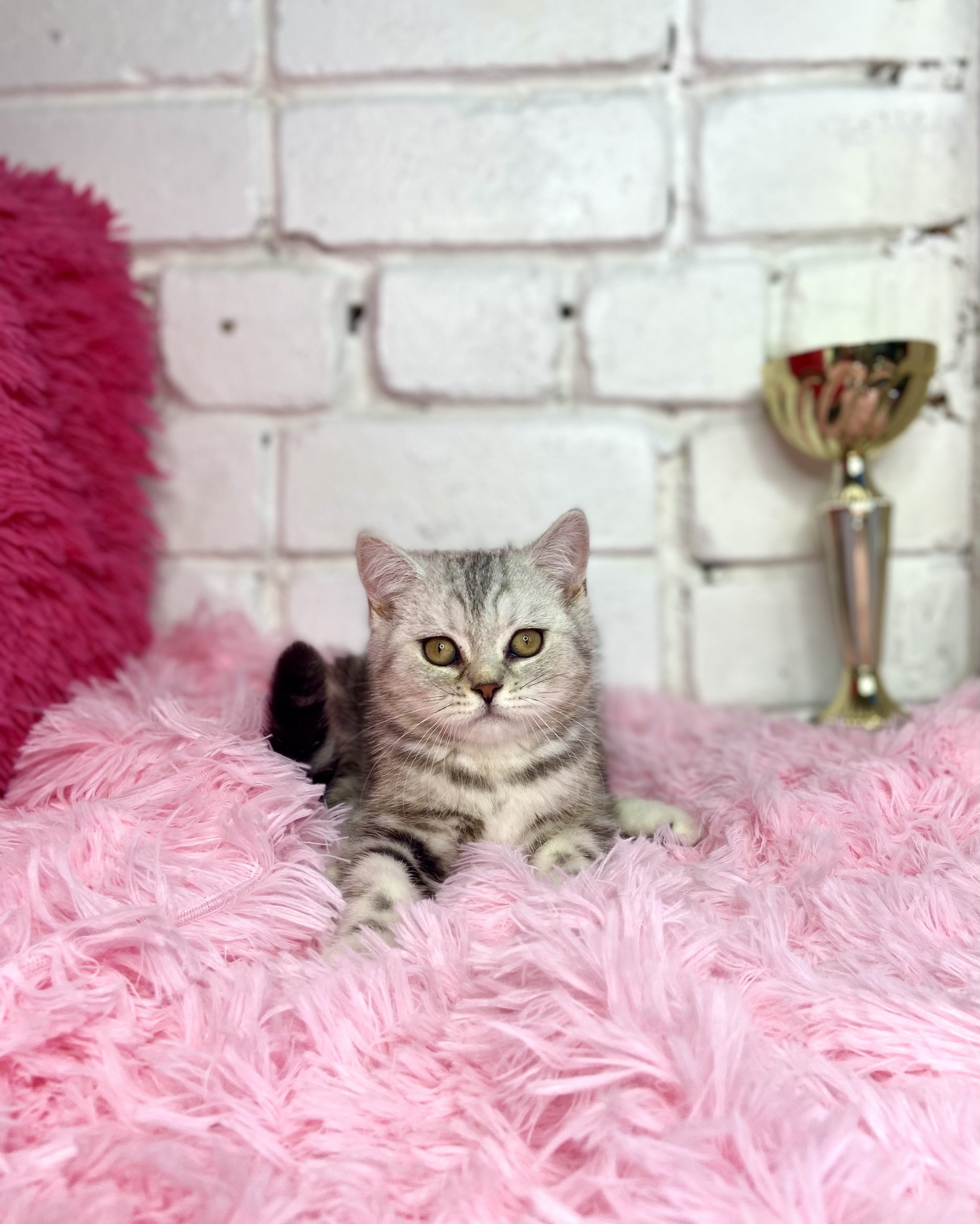 7D46D03A-CDB0-486E-8176-EF22E14ED030