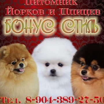 Собаки в Екатеринбурге. Купить собаку в Екатеринбурге