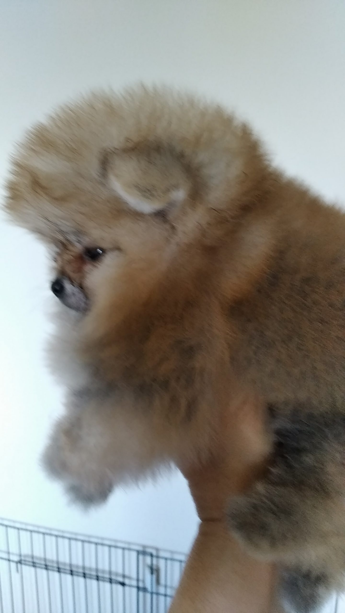 IMG_20220516_110932_BURST1