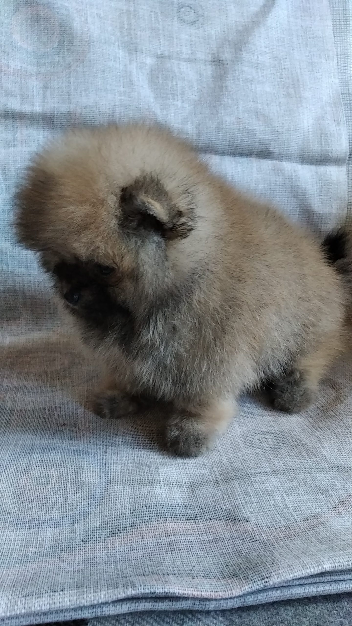 IMG_20220614_133419_BURST18