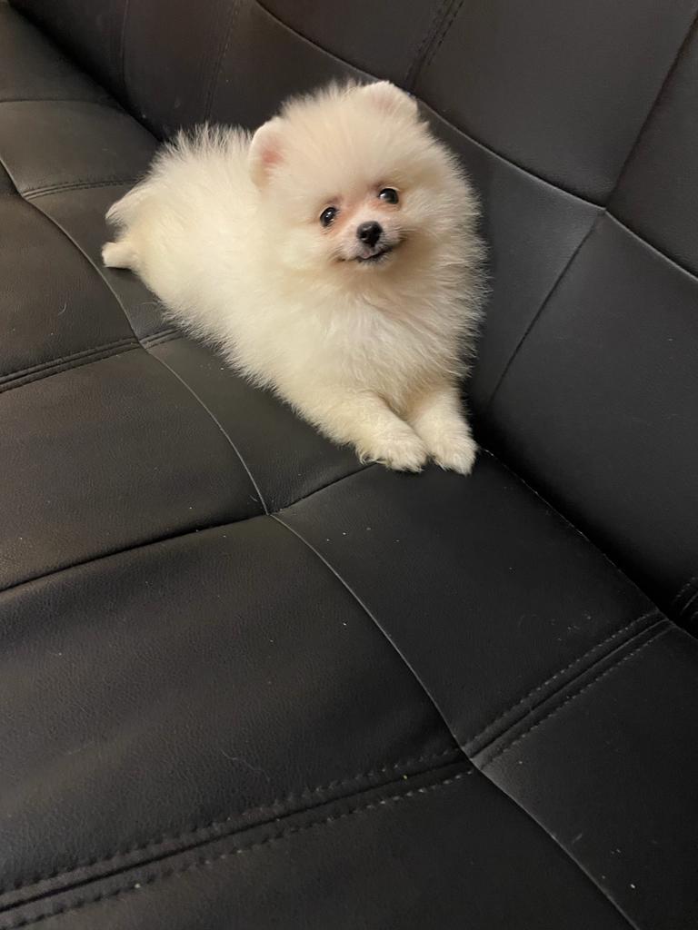 d52a3821-aed9-4daa-a9c0-7d1733a0877f