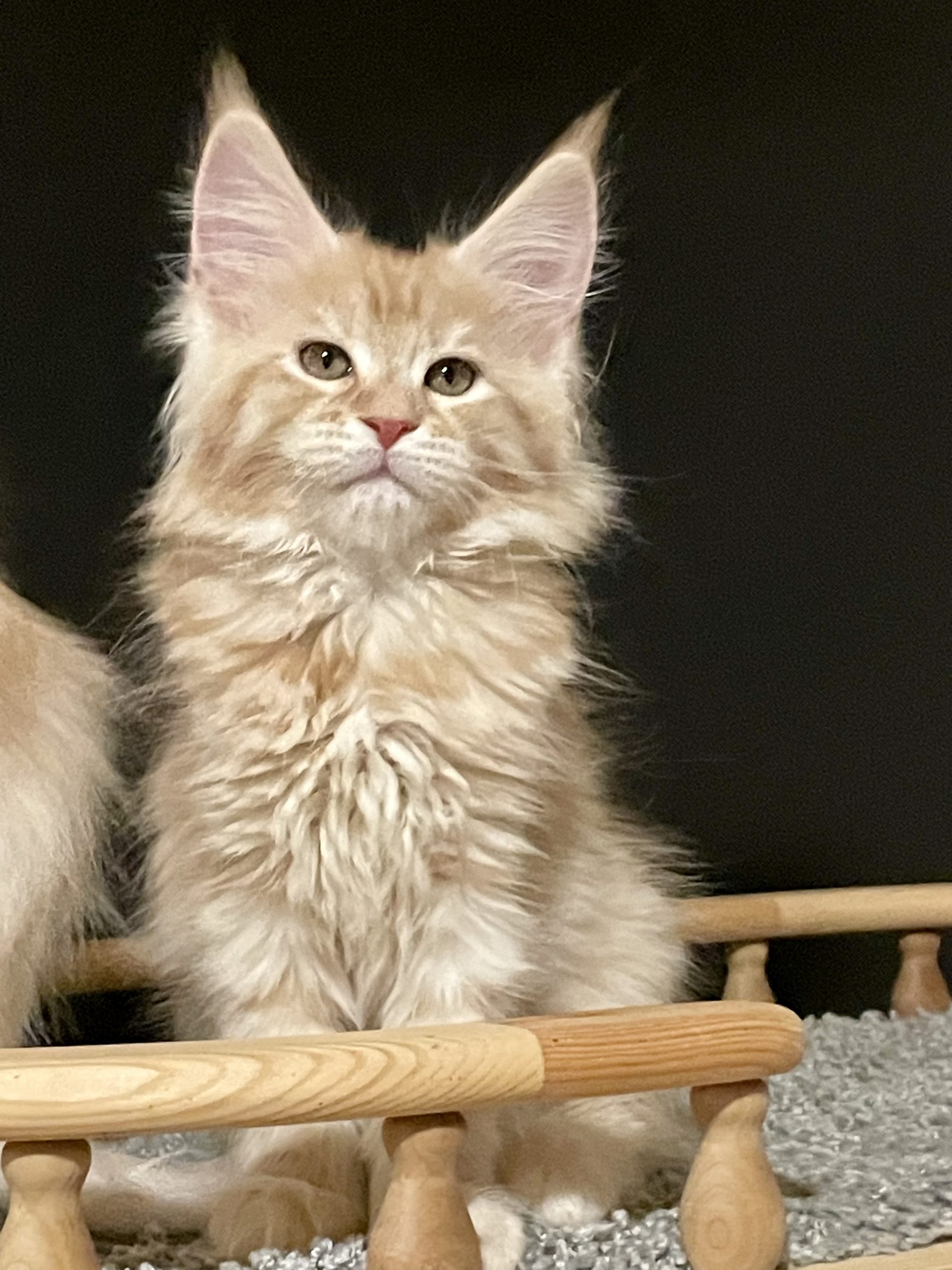 15E4D4FA-E6D0-43A0-8A63-297F4536D888