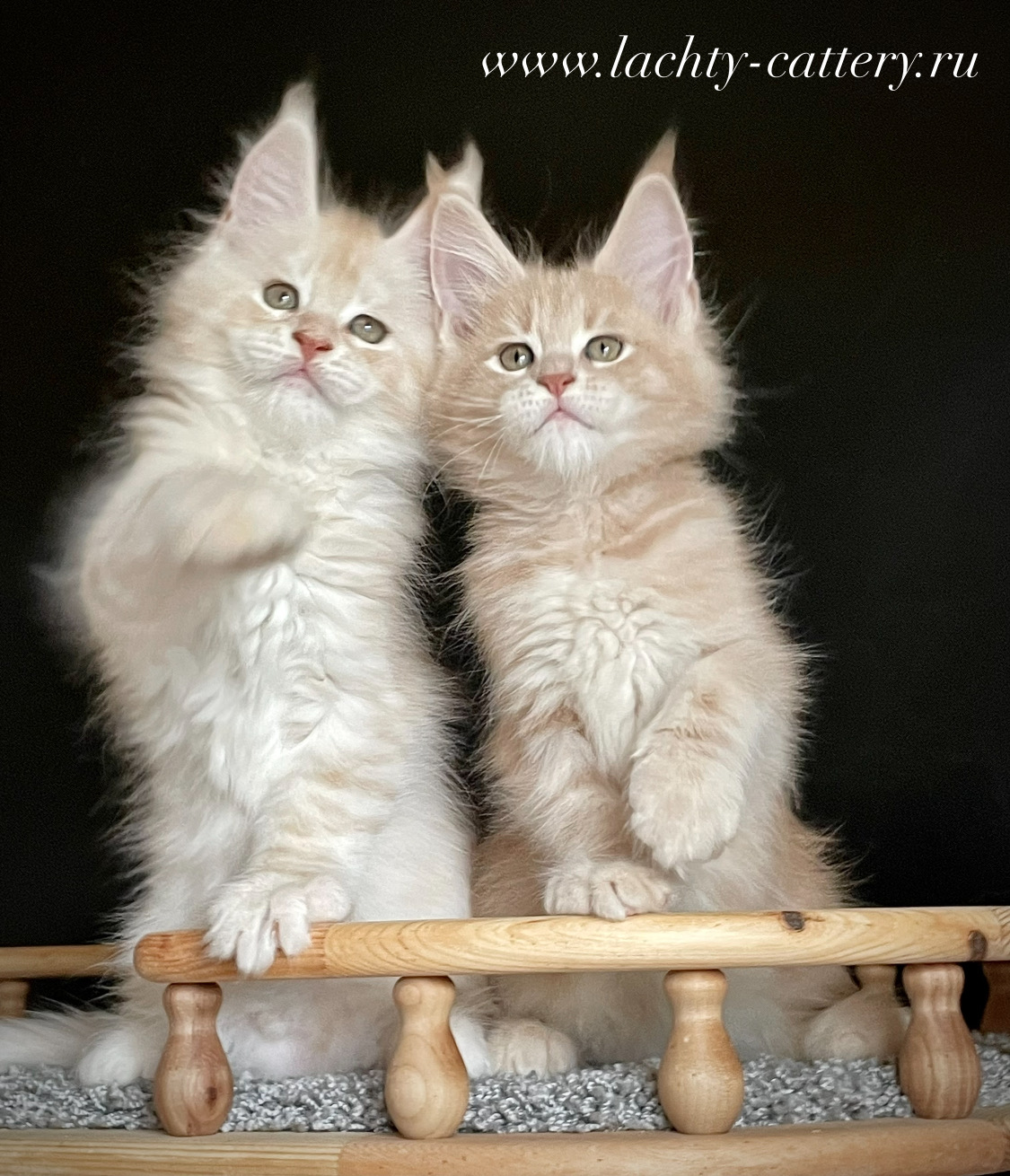 802541A6-D216-48C0-B357-BF33BA229749