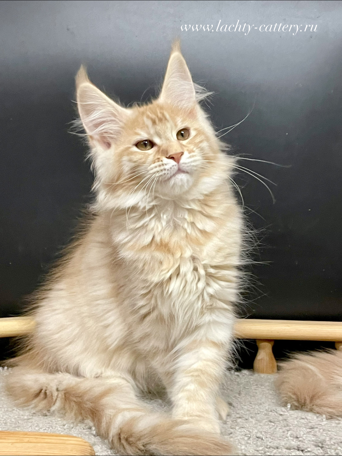 87C8E610-9DDF-4943-AF7F-AB6B44662491