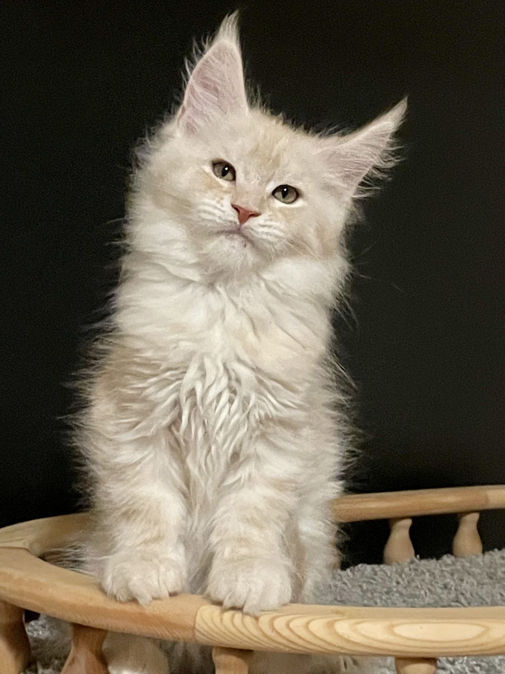 E9466DF1-AA94-4129-B26A-7DE43448F96C