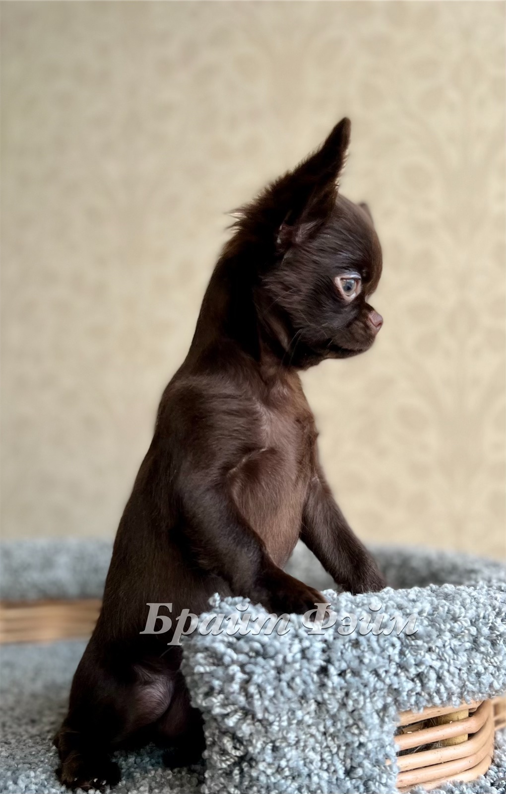 ACEBF409-B4E8-4956-83D3-3AC1BB2DC569