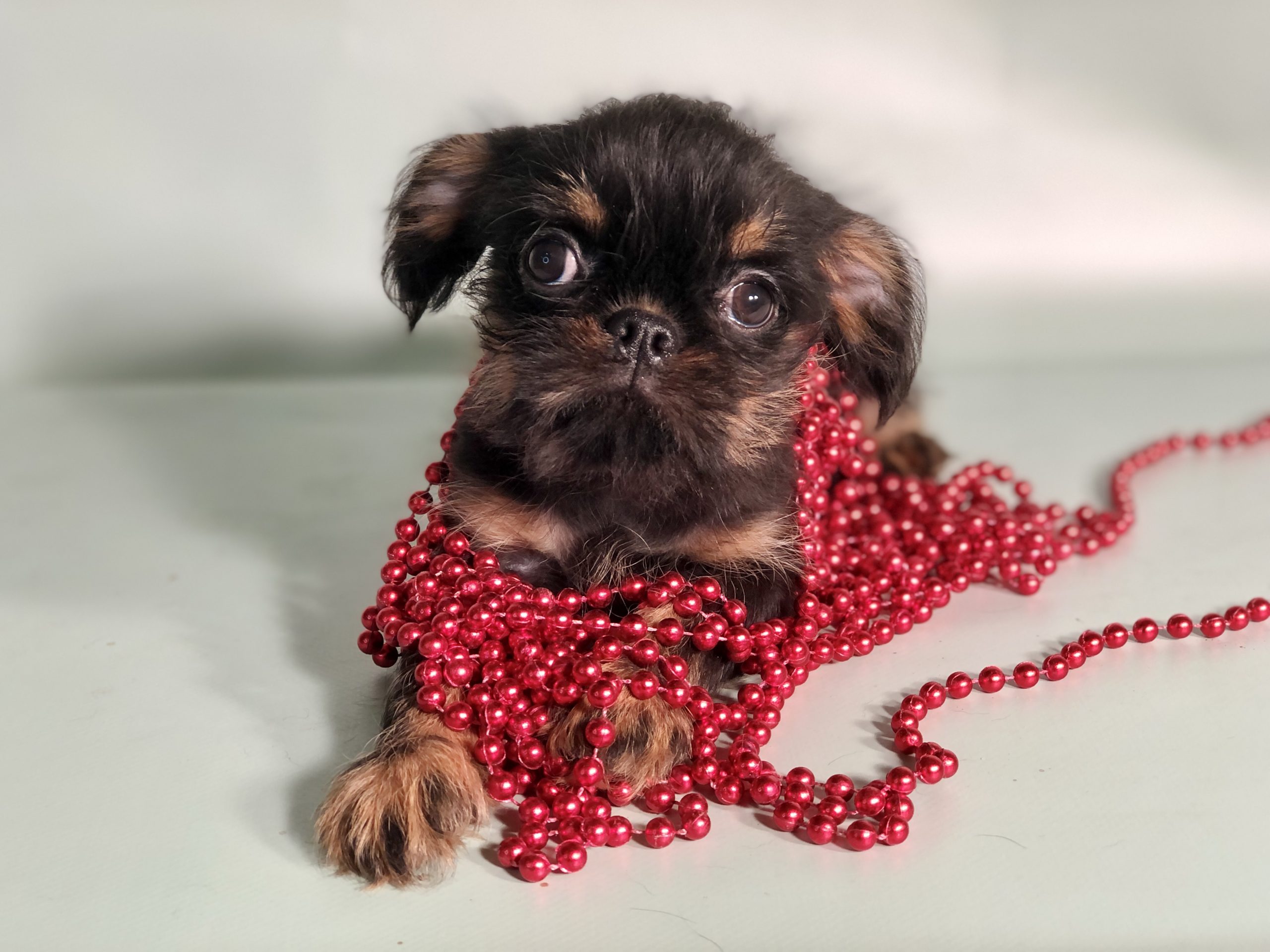 Photo_2022112502291786